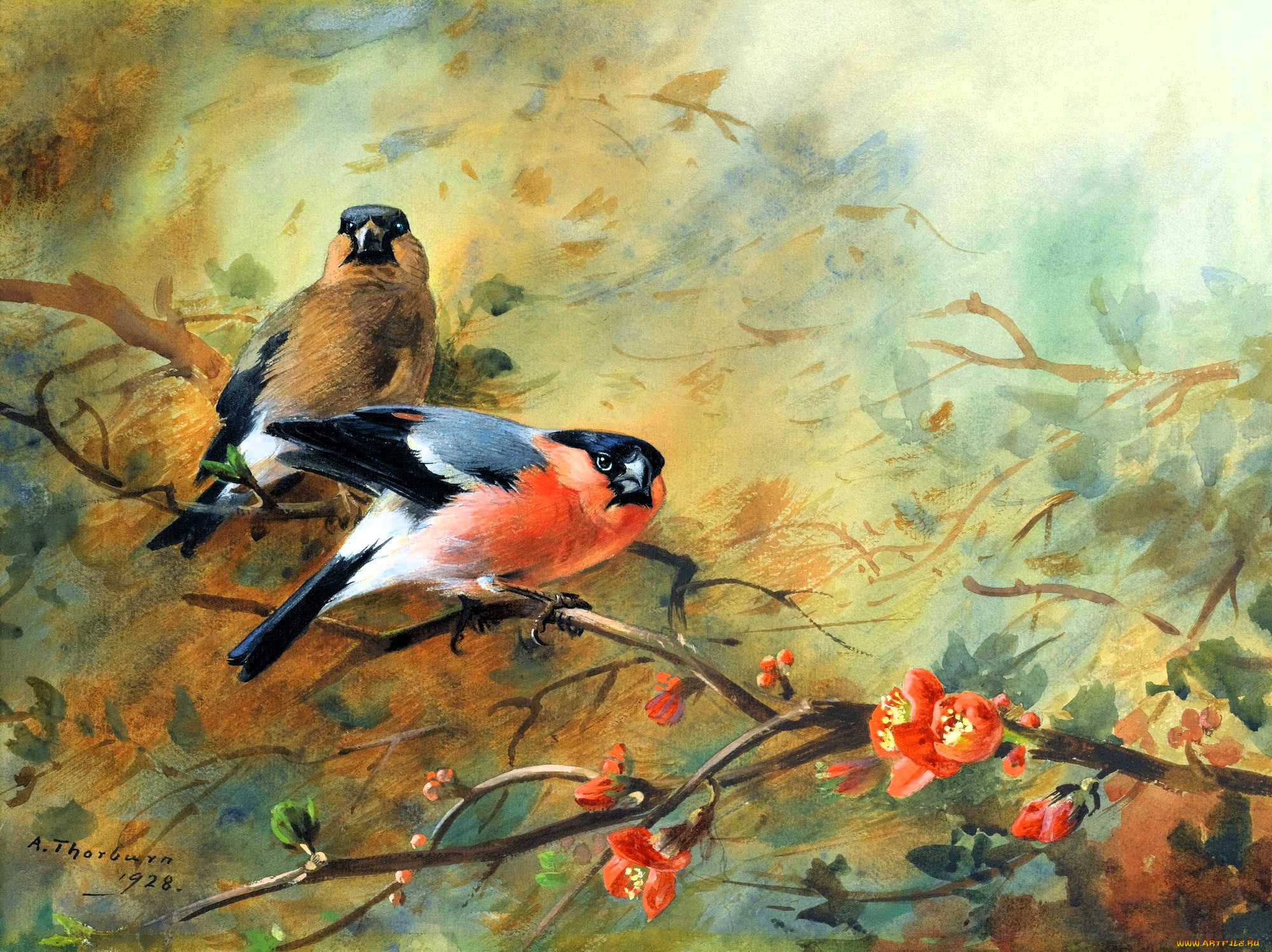 archibald thorburn, , , , , , 